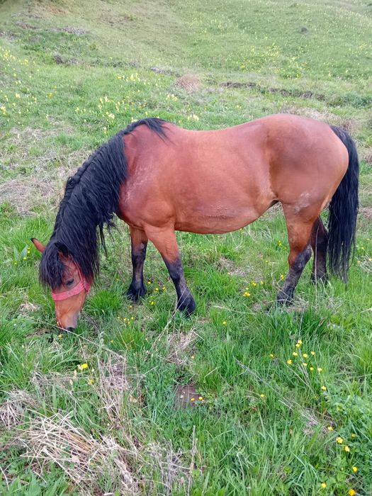 Iapă de vânzare 70 milioane