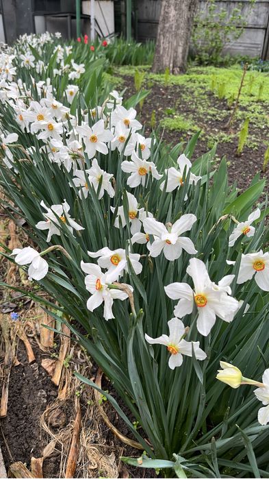Нарциссы многолетние.