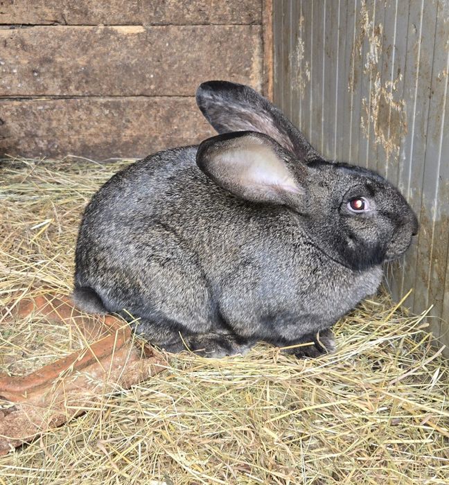 Vând Iepuri Uriaș German