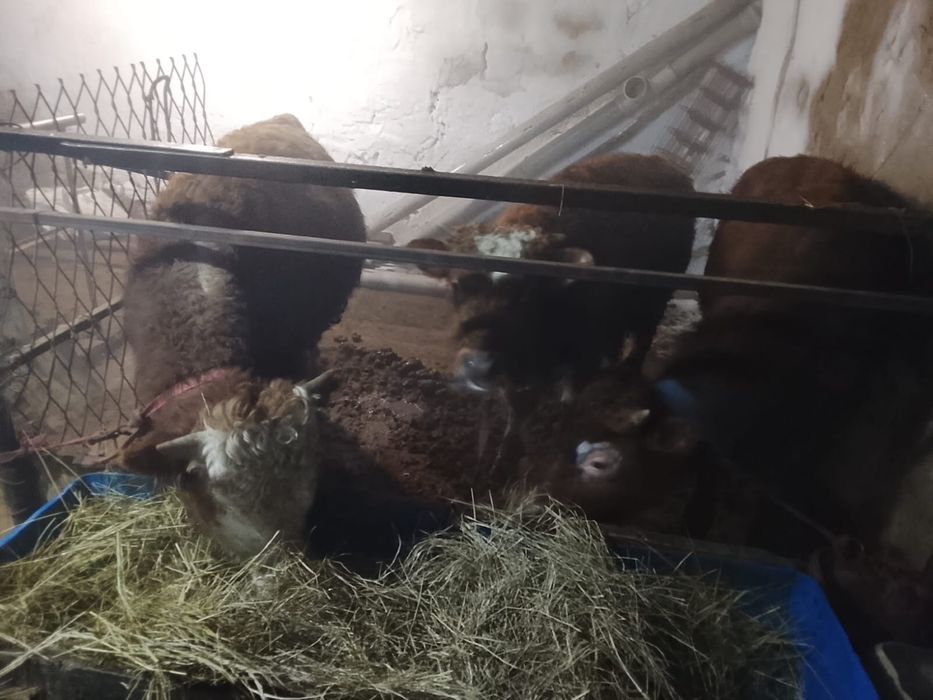 Продам бычков    .