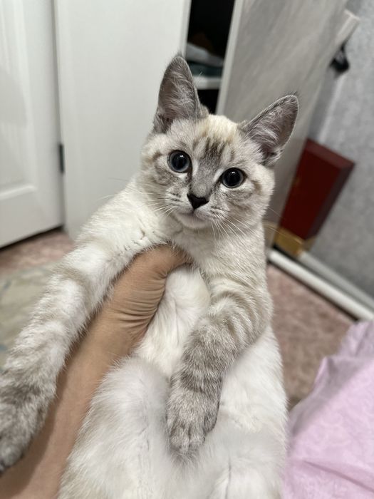 Отдам бесплатно кошку
