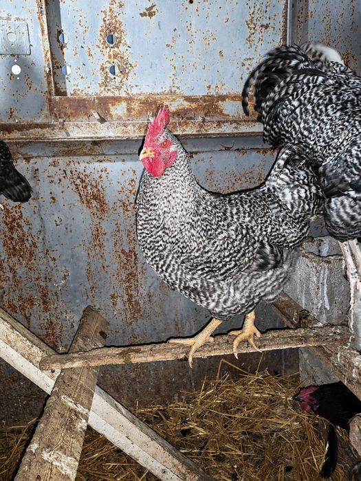 Продам петухов !!!