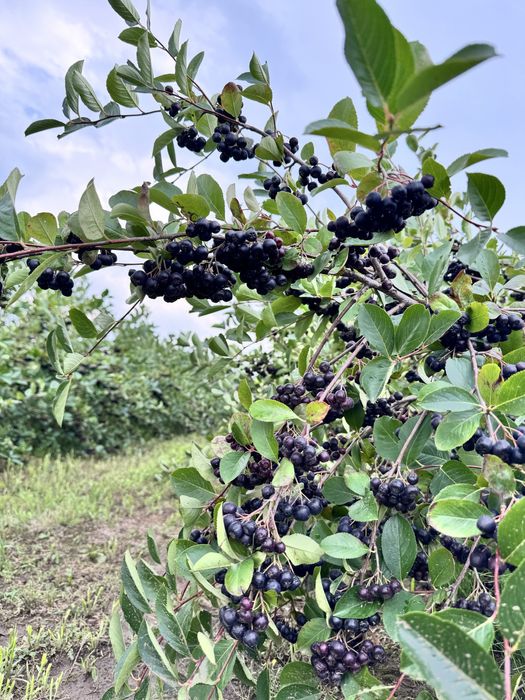 Butasi aronia anul 6( pe rod cu radacini  puternice)
