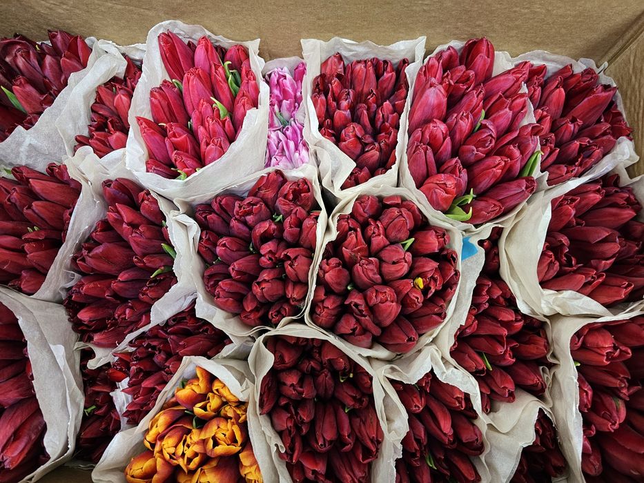 Тюльпаны с большими бутонами, сорт белоросса