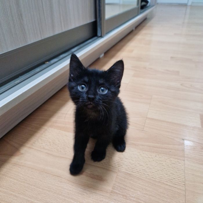 Котенок, 2 мес, дев, р.Нурсая