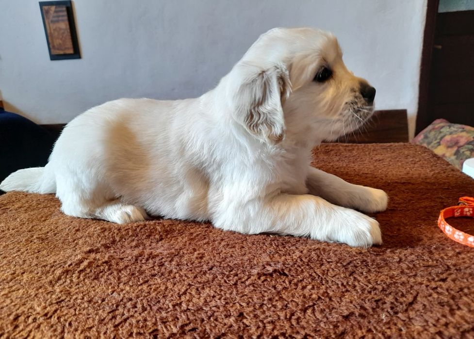 Golden Retriever cu Pedigree FCI