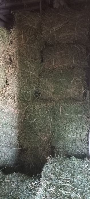 Беда прес 30 000 сум дастафкаси  шахар ичида  бепул