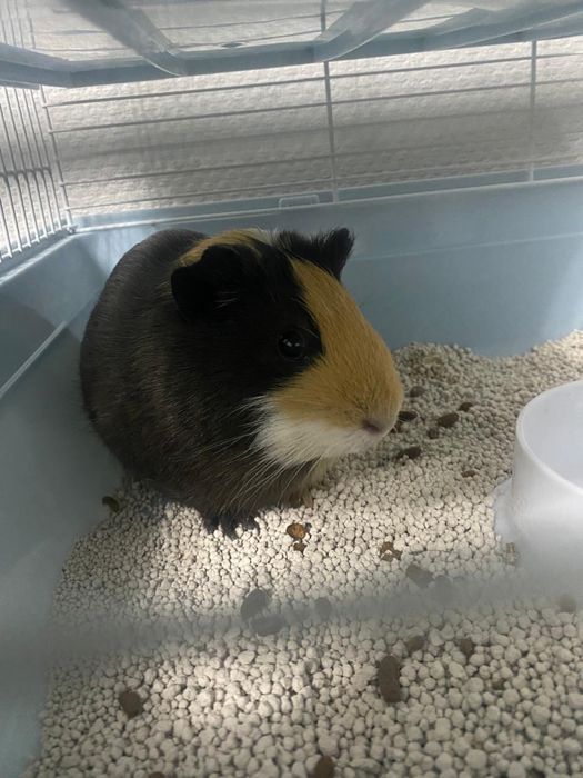 Морская свинка с клеткой