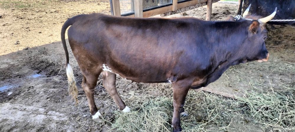Семиз сиыр 4 ай байланган