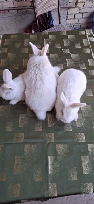 Hoвoзeлaндский бeлый кpолик