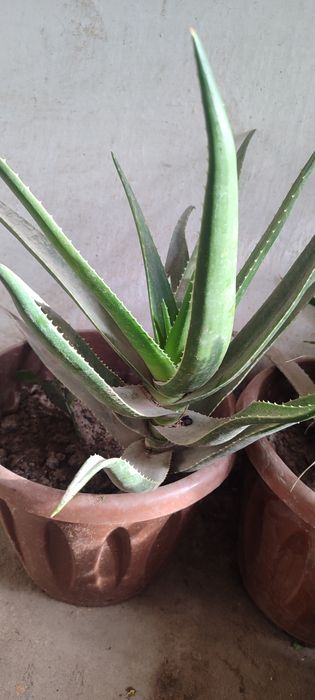 Алоэ гуллари сотилади.30 Минг сумдан 200  Минг сумгача