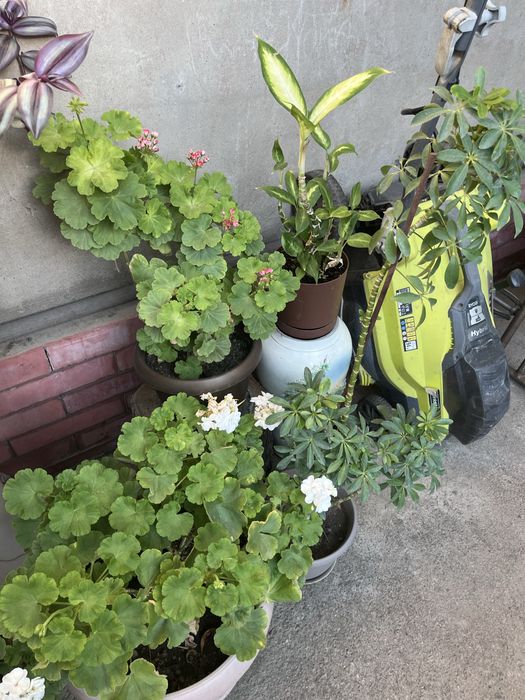 Продам комнвтные цветы