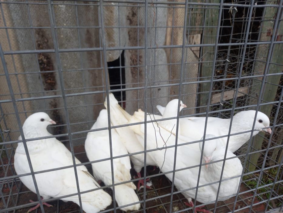 Porumbei dv, chingi, germani , diverse speci