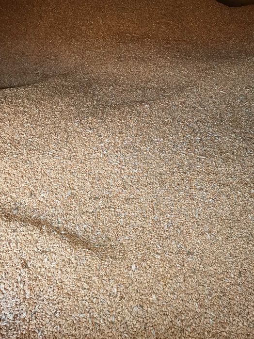 Пшеница - Жито - зърно