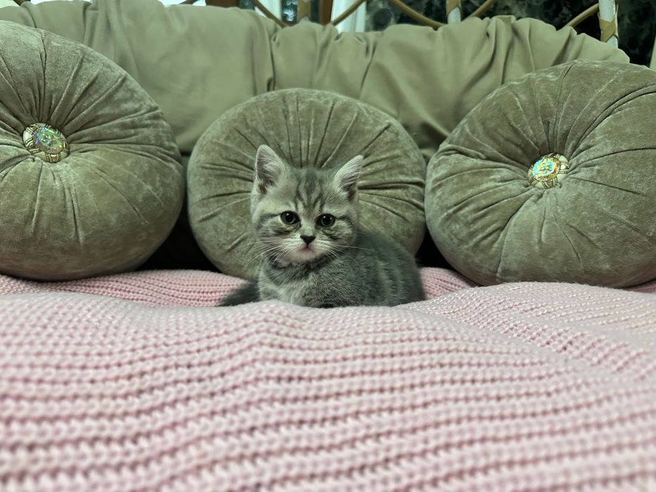 Продается шотландский котенок