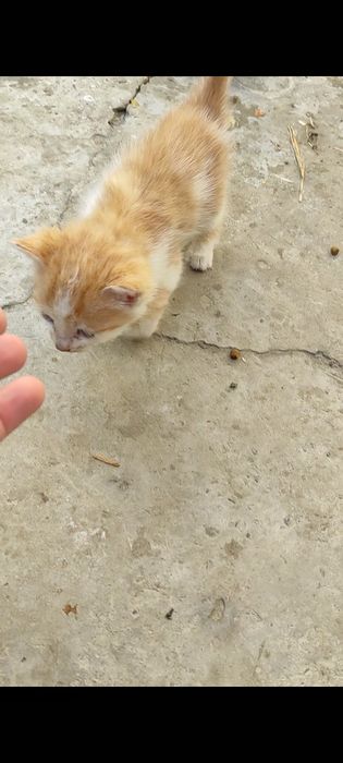 Mushuklar bepul beriladi