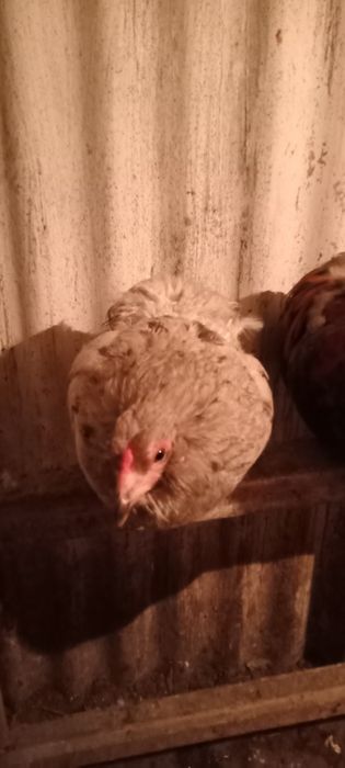 Продам яйца амераукана зелёные
