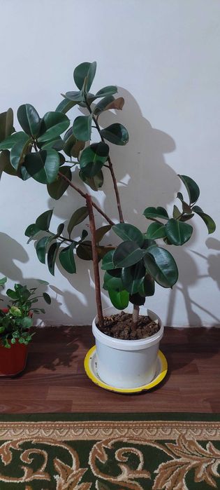 Фикус цветы домашние