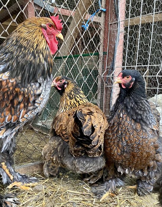 Ouă de vânzare pentru incubator Brahma Porțelan/Bobat și Orpington !