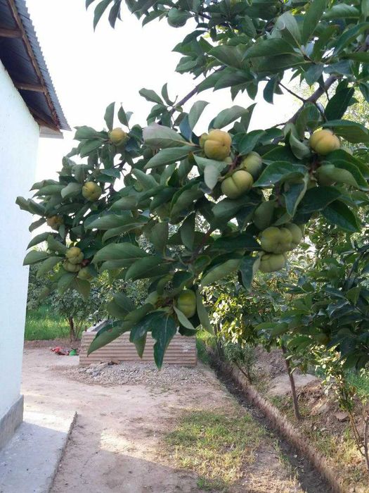 4 хонадан иборат булган уй сотилади