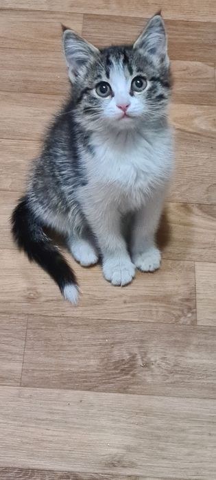 Отдам красивую кошечку