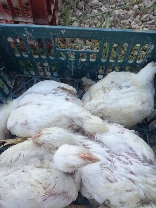 Pui de carne și rasa mixtă