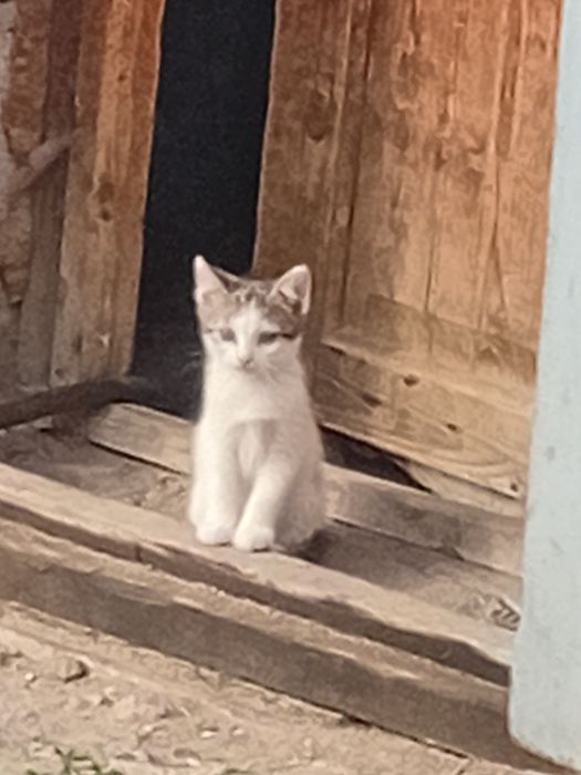 Котики ищут семью