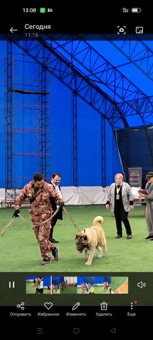 Американская Акита