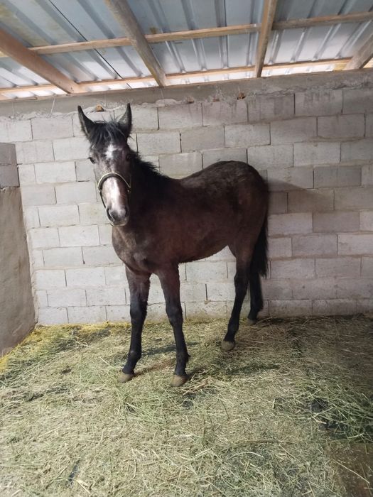 кобыла 1,3год все вопросы по телефону