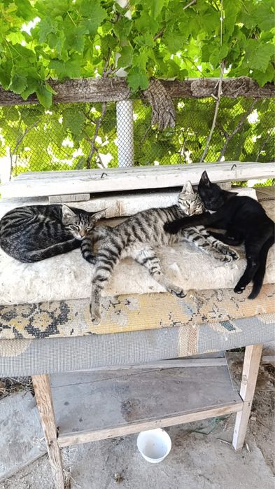 Котят в доброе руки