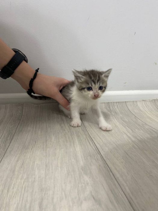 Семь энергичных котят