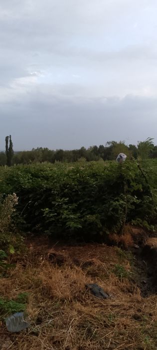 Саженцы малины сорт Геракл