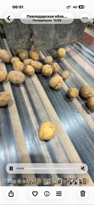 Продам семена Коломбо и Гала. Павлодар.