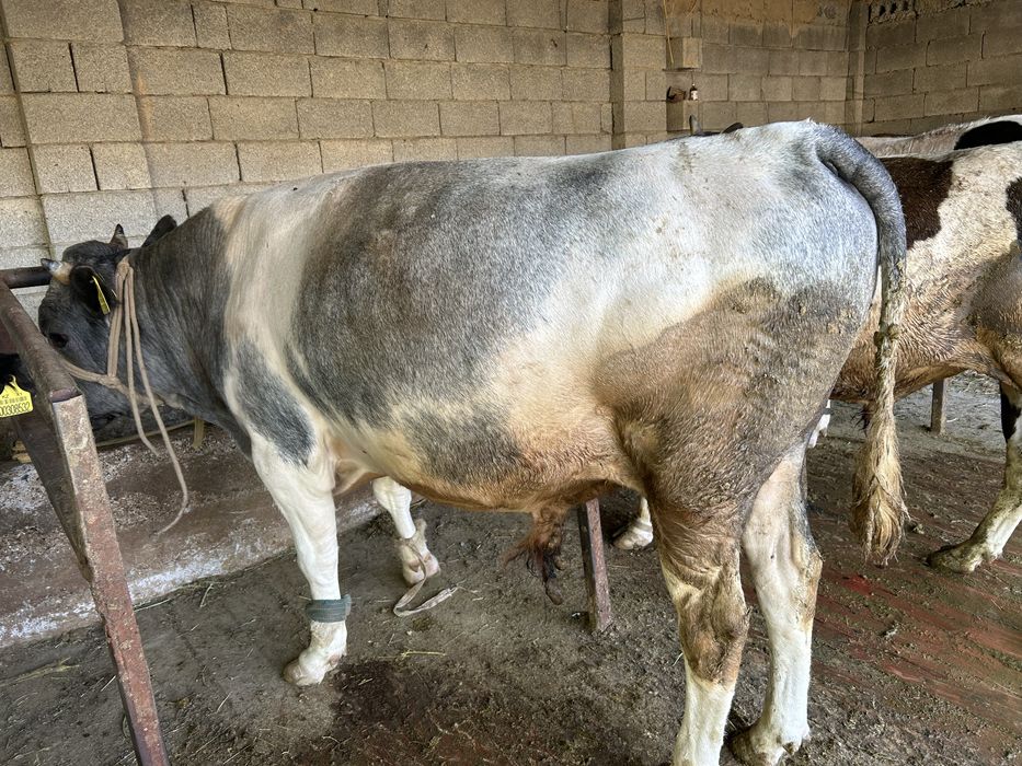 5 бас Семіз бұқалар бар