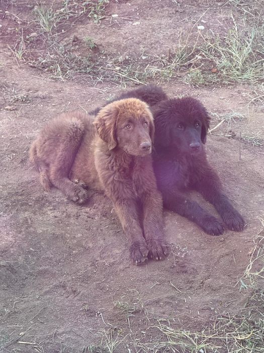 Ciobanesc corb, varsta 6 luni, baiat