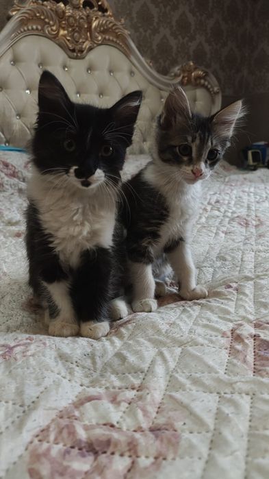 Отдаем котят в добрые руки