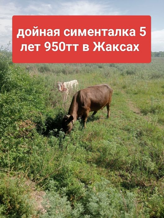 Продам корову сименталку