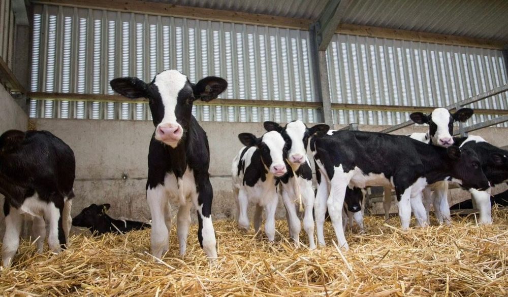 Продам упитанных телят