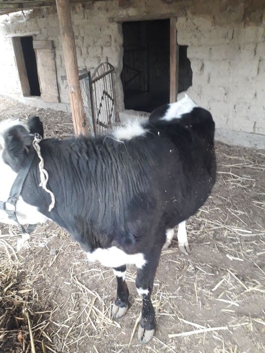 Сатылады семіз үрғашы баспақ қолдан бағылған