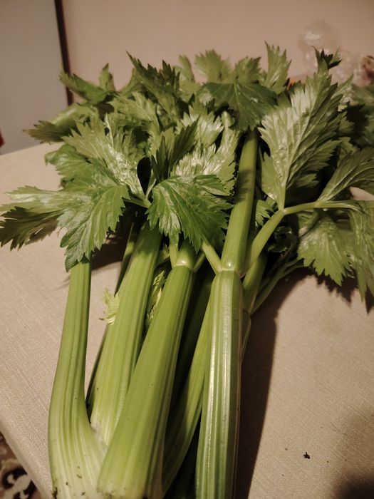 Продам сельдерей
