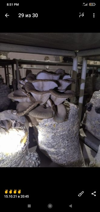 Семена Грибов Вешинки Уруг Замбуриг КА 17.