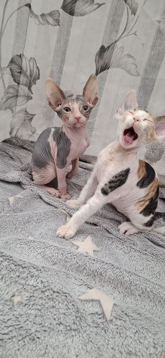 Котята донского сфинкса