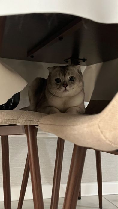 Шотландский веслоухий кошка