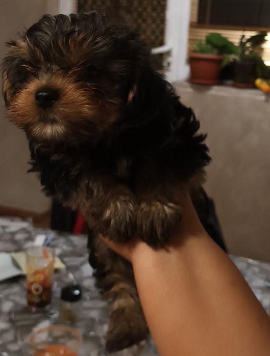 Мъжки мини йорки