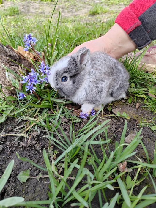 Vând iepuri cap de leu