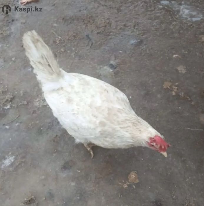 Несушки  оптом в розницу