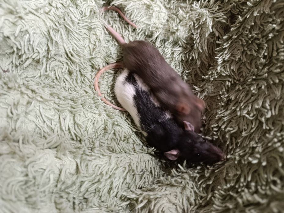 Отдам крыс в добрые руки