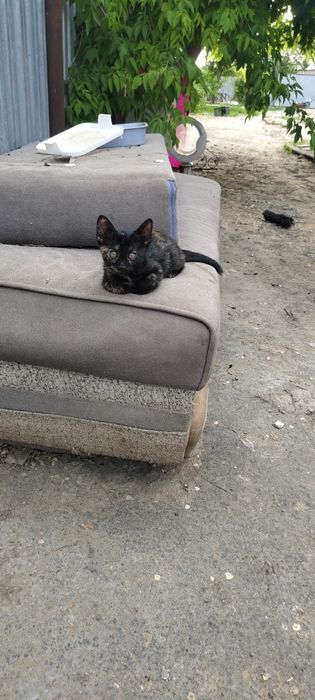 Котята   Сибирского Кота