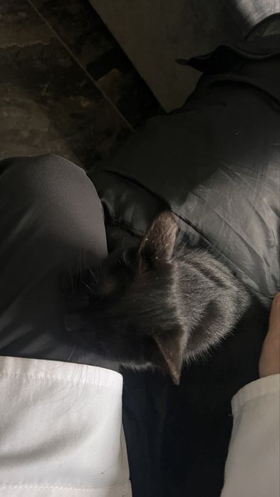 Кошка (черная) в добрые руки