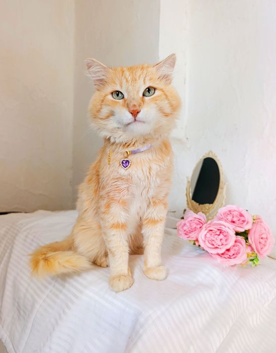 Отдам кота в добрые руки